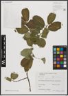 Foto von Salix aegyptiaca L.